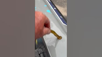 Listen to the suction on this parasitic sea lamprey (Petromyzon marinus)