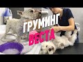 КОСМЕТИКА ДЛЯ ГРУМИНГА / ГРУМИНГ ВЕСТА / ВЕСТ ХАЙЛЕНД УАЙТ ТЕРЬЕР / ПРЯМОЙ ЭФИР / GROOM SCHOOL