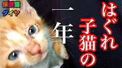 ダイヤちゃんねる Youtube
