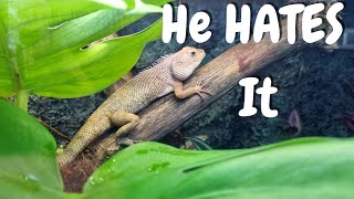 Will Our Reptile Rescue Like His New Huge Bioactive Setup? Lets Find Out