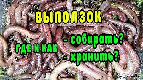 ЧЕРВИ- ВЫПОЛЗКИ. Где собирать?! Как хранить?!