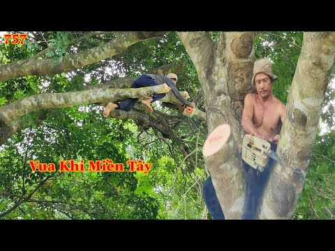 Video Quá hồi hộp !!! Vua Khỉ Miền Tây cưa nhiều nhánh dài... - youtube