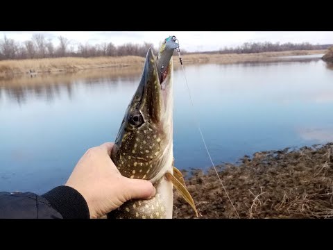 Видео: Ловля окуня на водохранилище Чок-Каньон