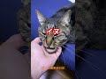 いぬ　#shorts #cat #今日の夏目くん