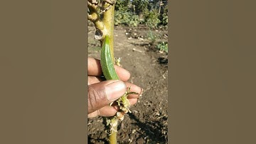 Watering the okra plant #nature #farming #okra #shorts