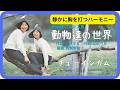 動物達の世界/チューインガム 1973年【歌詞付】The World of Animals / Chewing Gum(第5回ポプコン・コッキーポップ)
