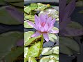 Beautiful 🪷 Flower Blooming In My Lotus Blooming 🐝 Ravindra Aquatic Bliss 9950142501