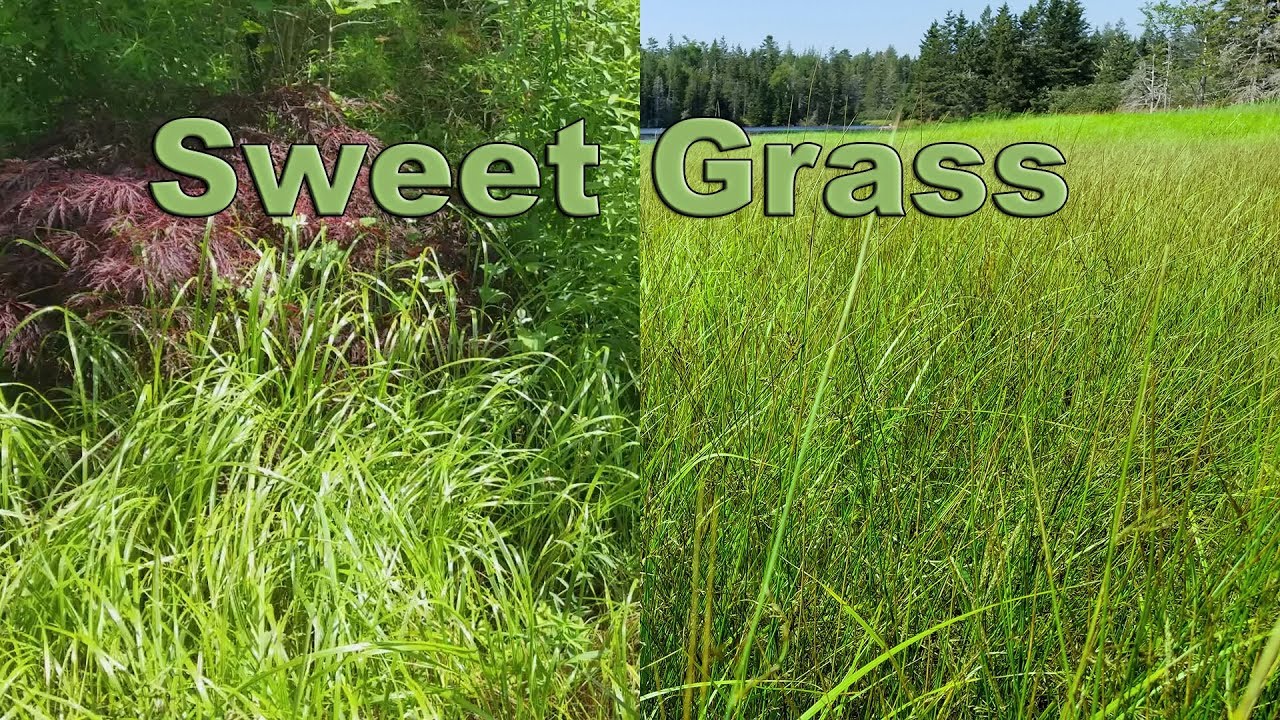 Swi'te' - Sweet Grass 