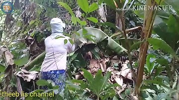 Mus txiav kav tsawb los pub npua