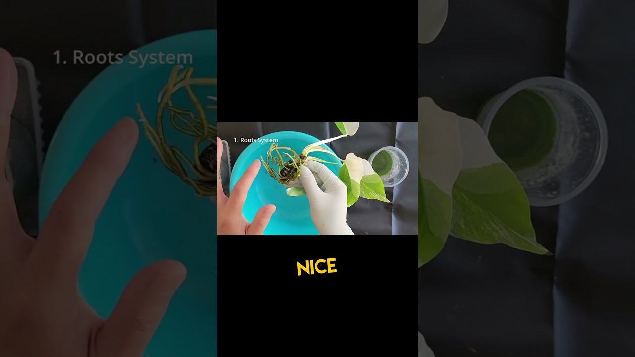 Roots Alert! 🌱 When to Plant Your Water-Propagated Cuttings | Quick Guide 