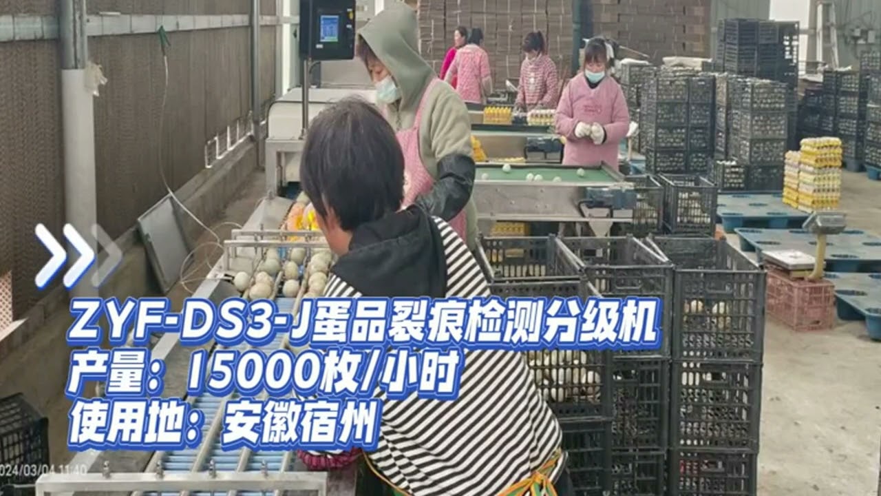 Eggs packaging line qualiy checking trays inserting packer solution