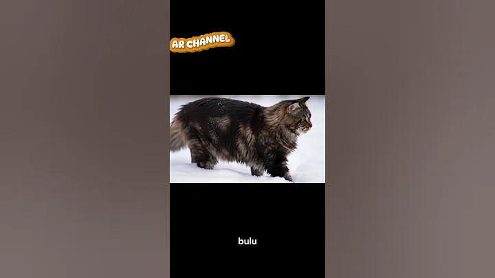 Watch the video about The Maine Coon Cat, America's Gentle Giant #cat #prettycat #catbeautiful #facts #catlovers #pets