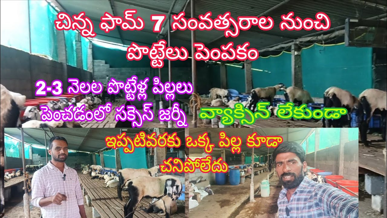 విలేజ్ లో చిన్న ఫామ్ 7 సంవత్సరాల అనుభవం ఆయన సక్సెస్ స్టోరీ? (వెంకీ 6305662856) 21-7-2025