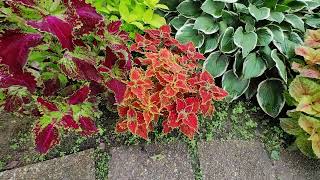 :   (Coleus garden).     ! 31  2023 .