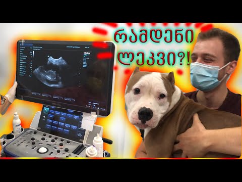 არის თუ არა ჩემი ძაღლი ორსულად? მალე ლეკვები?