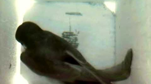 MNSA Tree Swallow-Cam: First Inspection 2009