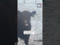 Video of Alberta cow leaves TV hosts struggling to keep it together: "That's called the spicy beef"