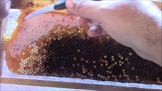 Drone Brood Frames & How I Use Them