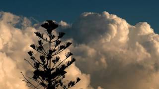 Timelapse, Clouds, Tree
