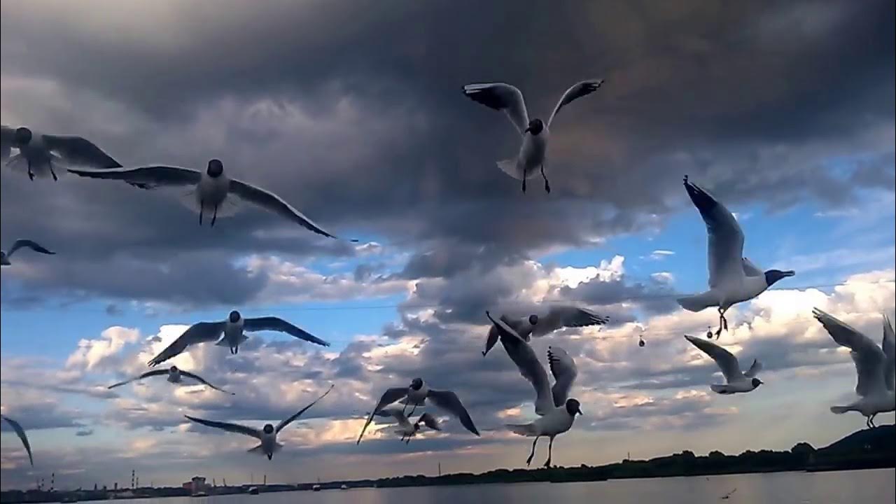 Сайт нижегородской чайки