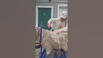 Why Do Sheep Need Shearing?. #shortsvideo
