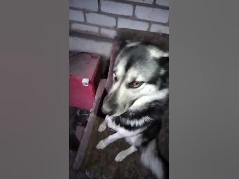 милая собачка - YouTube