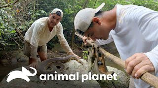 Frank 'enloquece' con estos espectaculares animales en Tailandia | Wild Frank | Animal Planet