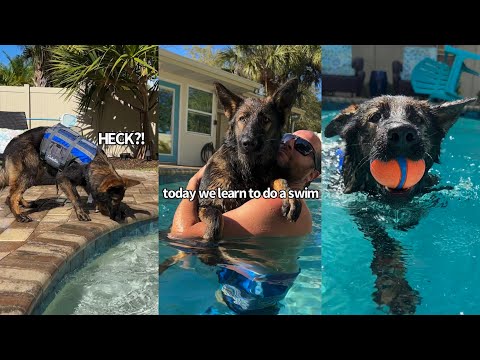 Teaching Our Puppy How To Swim