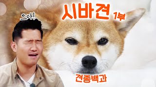 Shiba Inu(Shiba Dog) Part 1｜Trainer Kang's Dogcyclopedia X Shiba Dog Gom&Tang&Yeowoo