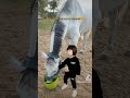 #cavalli #equitazione #animals #horse #maneggio #horses #shortsvideo #meme #sports