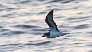 Bermuda Petrel and White-faced Storm-Petrel in New Jersey! by Cherokee Outdoor Productions 855 views 1 year ago 4 minutes, 54 seconds