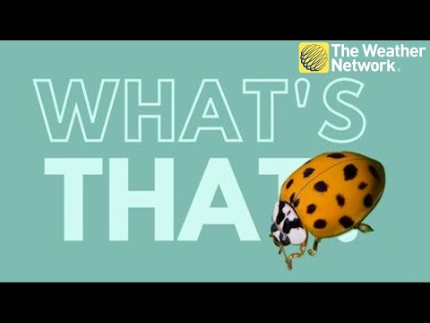 Vídeo: Diferències entre Lady Beetles: identificació de Lady Beetles asiàtics