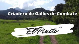 Un Paseo Por El Pinito