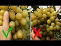 Прореживание ягод в гроздях Виноград Преображение