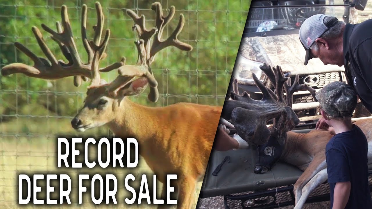 the high road broken bells lyrics Growing Record Whitetail Deer at Rockin R Whitetails | Deer and Wildlife Stories