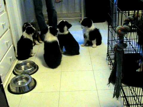 adorable-mini-aussie-puppies-do-tricks-at-7-weeks-old!-www.allstarminiaussies.com