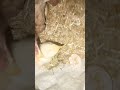 uppon chutta don #trending #viral