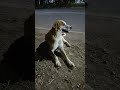 first me kya reaction diya sheru ne 🤣🤣 #shorts #youtubeshorts #funny #dog #pets