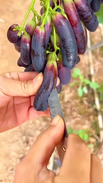 Rural long grapes🍇🍇🍇delicious fruits//#fruit #harvestime #setisfying