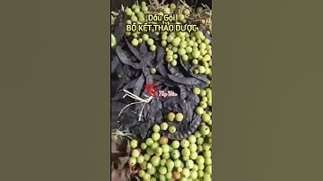 Dầu gội bồ kết thảo dược cô đặc Thy Vân trị rụng tóc, kích thích tóc mọc nhanh, đen tóc #trirungtoc