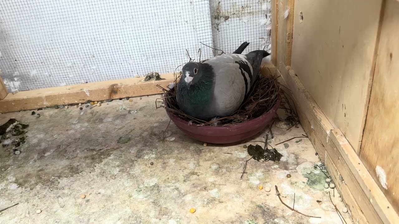 For OLR late hatch race ￼