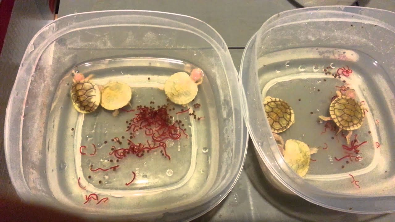 Snow Turtle Insect Snow & caramel pink/het snow turtles growth update - YouTube