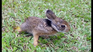 Husband Rescues 2 Wild Baby Rabbits