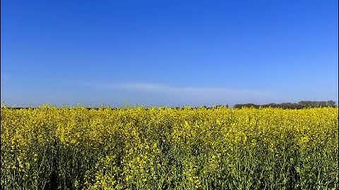 سورة السجدة بصوت القارئ سامي الحسن