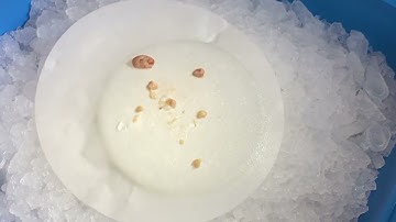 Mouse Brain Dissection by Krystian Wiktor Pieta