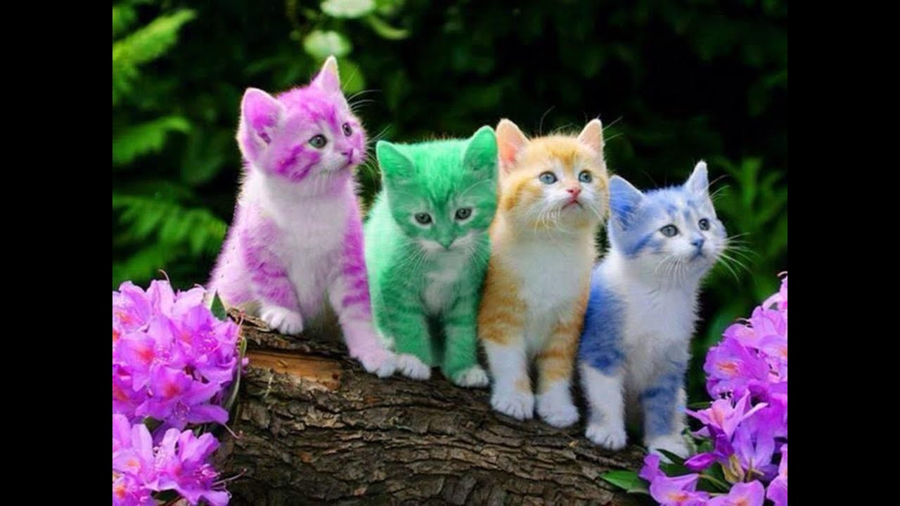 Awesome Colourfull Cat Collection WhatsApp Status YouTube