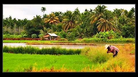 Thumbnail of ลมพัดพร้าว