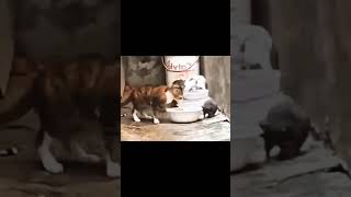 Cat Video
