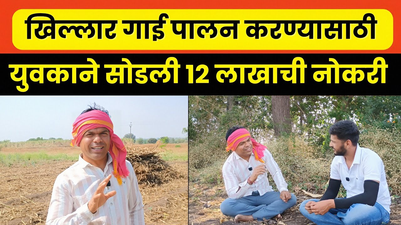 Khillar Cow | जनार्दन घाडगे | खिल्लार गाई पालन करण्यासाठी सोडली १२ लाखाची नोकरी | भाग १
