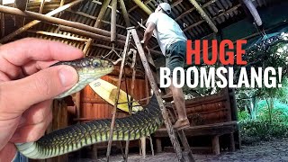 Boomslang in the Roof!